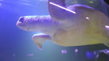 Bir deniz kaplumbağası doğal ortamında yüzer ve kamera lensine bakar. Dalış ve dalış, egzotik balık ve deniz canlılarını izlemek.