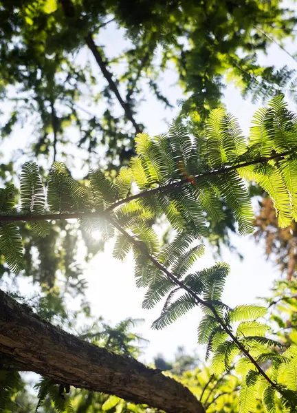 stock image Metasequoia glyptostroboides chinensis tree, family cupressaceae. Close up branches of coniferous tree. Walk in botanical garden