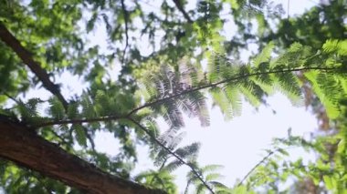 Metasequoia glyptostroboides chinensis ağacı, aile cupressaceae. Kozalaklı ağaçların dallarını kapatın. Botanik bahçesinde yürü