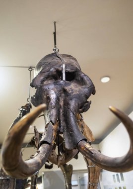 Müzedeki mamut iskeleti. Mammuthus cinsinin nesli tükenmiş bir memeli türüdür. Paleontologlar buzul çağı hayvanlarının kalıntılarını ortaya çıkardılar.