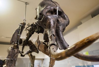 Müzedeki mamut iskeleti. Mammuthus cinsinin nesli tükenmiş bir memeli türüdür. Paleontologlar buzul çağı hayvanlarının kalıntılarını ortaya çıkardılar.