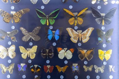 Doğa Müzesi 'nde kelebeklerin yanında dur. Böcekler, lepidopteroloji, kelebek sergisi