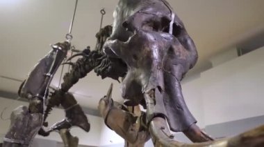 Çocuklar Doğa Tarihi Müzesi 'nde mamut hakkında bir şeyler okumuşlar. Ön planda, Mammuthus familyasından soyu tükenmiş bir memeli türünün iskeleti bulunur.