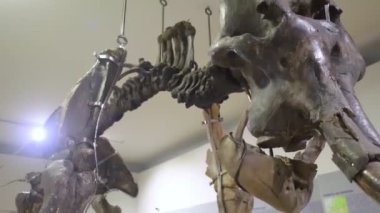 Çocuklar Doğa Tarihi Müzesi 'nde mamut hakkında bir şeyler okumuşlar. Ön planda, Mammuthus familyasından soyu tükenmiş bir memeli türünün iskeleti bulunur.