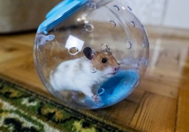 Hamster yürüyen topu. Kemirgenin evin etrafında koşabileceği şeffaf bir top. Taşıyıcı ile yürüyen Suriyeli hamster.