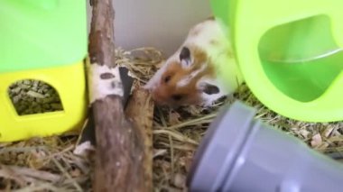 Kafesteki hamster. Aktif bir evcil hayvan takla atar ve yuvarlanır. Bir hamster oyun oynuyor, eğleniyor. Çevik ve gergin.