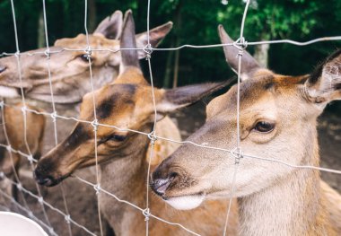 Çocuklar ve yetişkinler hayvan rehabilitasyon merkezinde genç geyikleri besliyor. Hayvanat bahçesinde ya da çiftlikte eğleniyor. Vahşi yaşam parkı