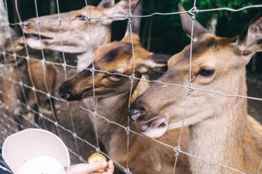 Çocuklar ve yetişkinler hayvan rehabilitasyon merkezinde genç geyikleri besliyor. Hayvanat bahçesinde ya da çiftlikte eğleniyor. Vahşi yaşam parkı