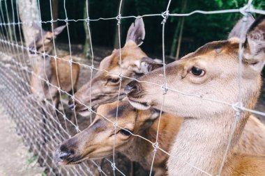 Çocuklar ve yetişkinler hayvan rehabilitasyon merkezinde genç geyikleri besliyor. Hayvanat bahçesinde ya da çiftlikte eğleniyor. Vahşi yaşam parkı