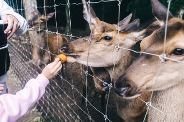 Çocuklar ve yetişkinler hayvan rehabilitasyon merkezinde genç geyikleri besliyor. Hayvanat bahçesinde ya da çiftlikte eğleniyor. Vahşi yaşam parkı