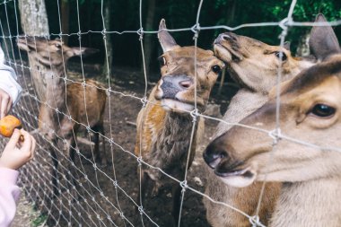 Çocuklar ve yetişkinler hayvan rehabilitasyon merkezinde genç geyikleri besliyor. Hayvanat bahçesinde ya da çiftlikte eğleniyor. Vahşi yaşam parkı