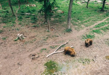Ormandaki kahverengi ayılar ağaçların, çamurun ve yeşil otların arasında temizleniyor. Yerde yiyecek, hayvan ve kemik kalıntıları yatıyor. Vahşi doğadaki hayvanların doğal davranışları. Yukarıdan ateş ediliyor.