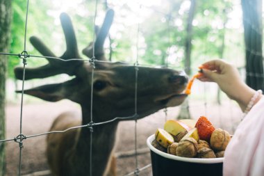 Çocuklar ve yetişkinler hayvan rehabilitasyon merkezinde genç geyikleri besliyor. Hayvanat bahçesinde ya da çiftlikte eğleniyor. Vahşi yaşam parkı