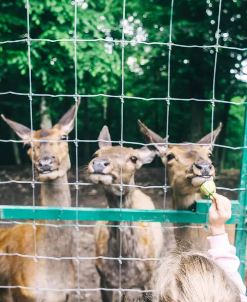 Çocuklar ve yetişkinler hayvan rehabilitasyon merkezinde genç geyikleri besliyor. Hayvanat bahçesinde ya da çiftlikte eğleniyor. Vahşi yaşam parkı