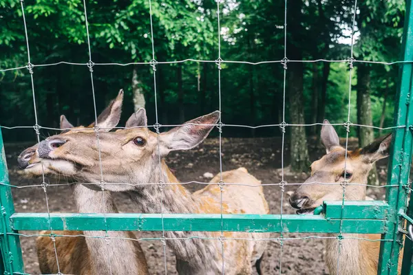 Çocuklar ve yetişkinler hayvan rehabilitasyon merkezinde genç geyikleri besliyor. Hayvanat bahçesinde ya da çiftlikte eğleniyor. Vahşi yaşam parkı