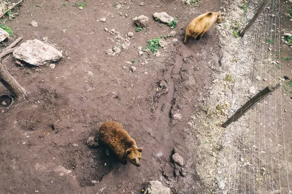 Kahverengi ayılar bir vahşi yaşam rehabilitasyon merkezinin içinde. Koruma ve hayvan koruma kavramı. Yukarıdan ateş edildi.