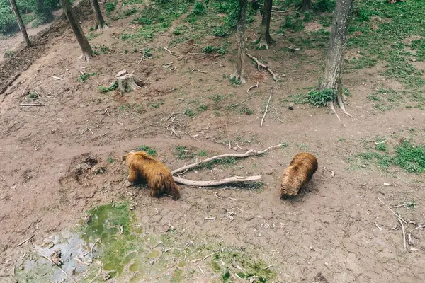 Kahverengi ayılar bir vahşi yaşam rehabilitasyon merkezinin içinde. Koruma ve hayvan koruma kavramı. Yukarıdan ateş edildi.