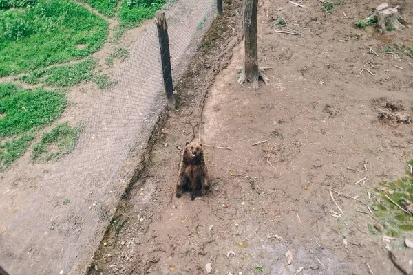 Kahverengi ayılar bir vahşi yaşam rehabilitasyon merkezinin içinde. Koruma ve hayvan koruma kavramı. Yukarıdan ateş edildi.