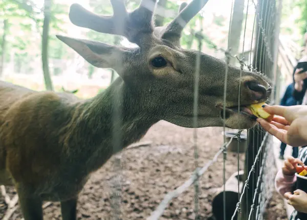 Çocuklar ve yetişkinler hayvan rehabilitasyon merkezinde genç geyikleri besliyor. Hayvanat bahçesinde ya da çiftlikte eğleniyor. Vahşi yaşam parkı