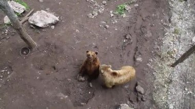 Kahverengi ayılar bir vahşi yaşam rehabilitasyon merkezinin içinde. Koruma ve hayvan koruma kavramı. Yukarıdan vurulmuş. Vahşi hayvanlar koşar, iletişim kurar, savaşır.