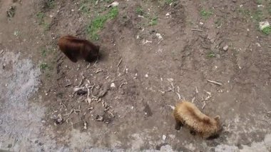 Kahverengi ayılar bir vahşi yaşam rehabilitasyon merkezinin içinde. Koruma ve hayvan koruma kavramı. Yukarıdan vurulmuş. Vahşi hayvanlar koşar, iletişim kurar, savaşır.