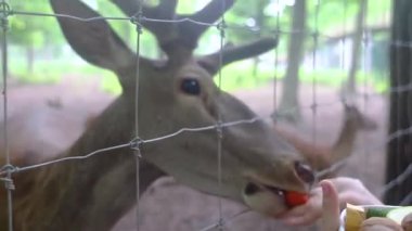 Çocuklar ve yetişkinler hayvan rehabilitasyon merkezinde genç geyikleri besliyor. Hayvanat bahçesinde ya da çiftlikte eğleniyor. Vahşi yaşam parkı