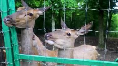 Çocuklar ve yetişkinler hayvan rehabilitasyon merkezinde genç geyikleri besliyor. Hayvanat bahçesinde ya da çiftlikte eğleniyor. Vahşi yaşam parkı