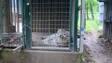 Beyaz kaplan parmaklıklar ardında. İnsanlık dışı koşullarda nesli tükenmekte olan vahşi bir hayvan. Küçük kafes ve küçük muhafaza. Acımasız muamele. Albino kaplanı. Çevre koruma kavramı ve kırmızı kitaptaki büyük kediler.