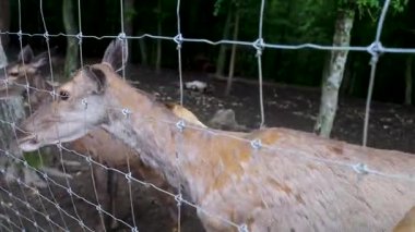 Çocuklar ve yetişkinler hayvan rehabilitasyon merkezinde genç geyikleri besliyor. Hayvanat bahçesinde ya da çiftlikte eğleniyor. Vahşi yaşam parkı
