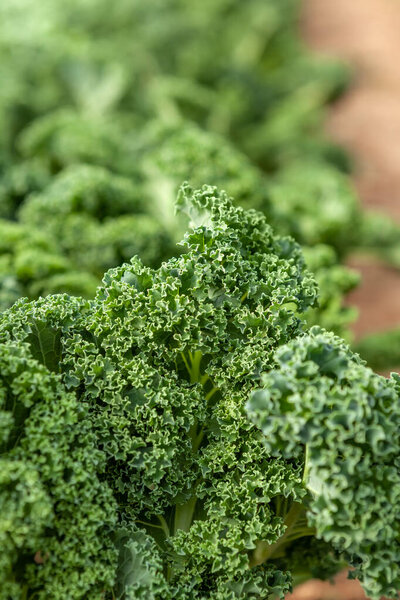 Curly kale growing in garden bed