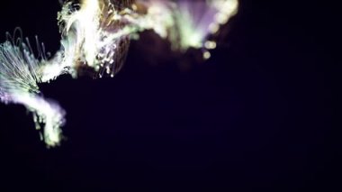 Koyu arkaplanda renkli soyut parçacık ve pleksus sistemi. Neşeli bir atmosfer için. Metin, logo veya diğer grafik tasarımı için uygun