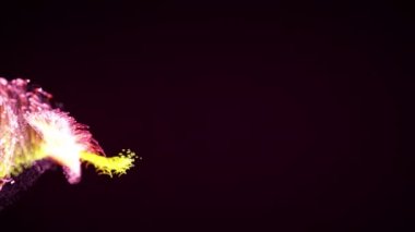 Koyu arkaplanda renkli soyut parçacık ve pleksus sistemi. Metin, logo veya diğer grafik tasarımı için uygun