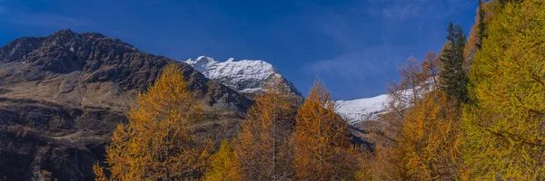 Bernina Ekspres treni Rhaetian Demiryolu Hattı 'ndan bir sonbahar gününde Bernina Dağı' nın arka planına bakın.