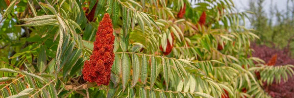 Staghorn Sumac Rhus Typhina Red Drupe Blossom Late Summer Tree — Stock Photo, Image