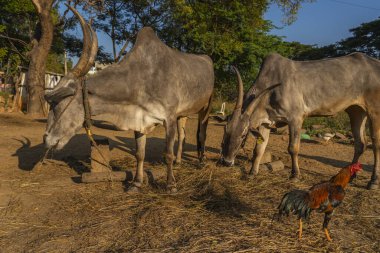 Indian white cow with long horns, Tharparkar cow otherwise known as white Sindhi, Gray Sindhi and Thari during gold morning time