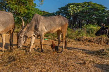 Indian white cow with long horns, Tharparkar cow otherwise known as white Sindhi, Gray Sindhi and Thari during gold morning time