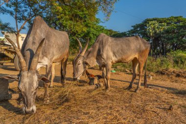 Indian white cow with long horns, Tharparkar cow otherwise known as white Sindhi, Gray Sindhi and Thari during gold morning time