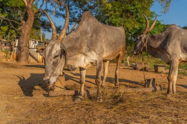 Indian white cow with long horns, Tharparkar cow otherwise known as white Sindhi, Gray Sindhi and Thari during gold morning time