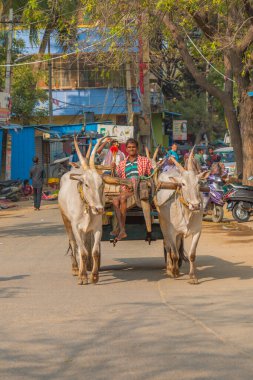 Puttaparthi, Andra Pradesh - India - January 21.2023: Indian bullock cart or ox cart run by man in village.