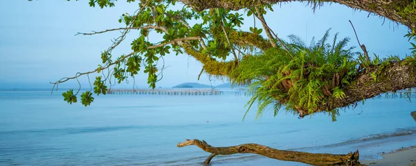 Strom Kapradinou Pobřeží Obci Saporkren Ostrově Waisai Raja Ampat Západní — Stock fotografie