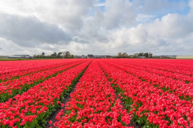 Hollanda, Amsterdam, Lisse 'deki renkli kırmızı, güzel çiçek açan lale tarlası manzarası