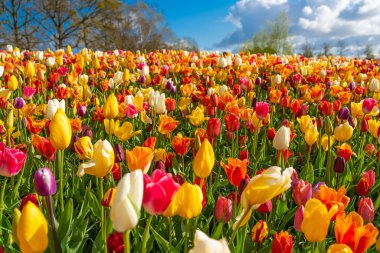 Hollanda Lisse 'de güzel, güzel, çiçek açan kırmızı lale. Yaklaş.