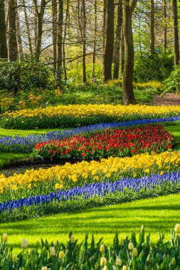 Hollanda Lisse 'de çiçeklenen güzel kırmızı lale dikey