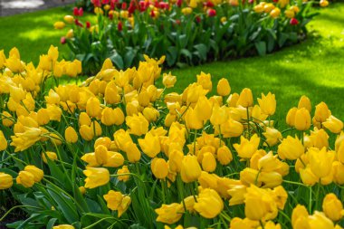 Lisse Holland Hollanda 'da bahar mevsiminde yeşil çayır ve ağaçlarla dolu renkli, güzel lale tarlalarının manzarası.
