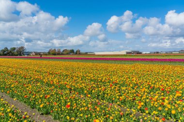 Hollanda Lisse 'de sarı kırmızı çiçek açan lale tarlasının manzarası