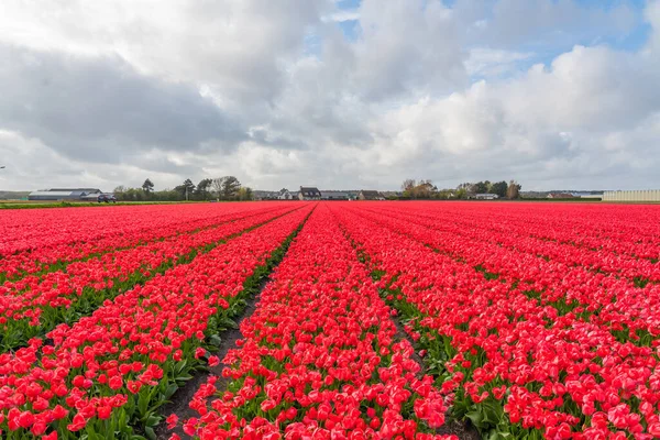 Landschap Van Kleurrijk Rood Mooi Bloeiend Tulpenveld Lisse Amsterdam Nederland — Stockfoto
