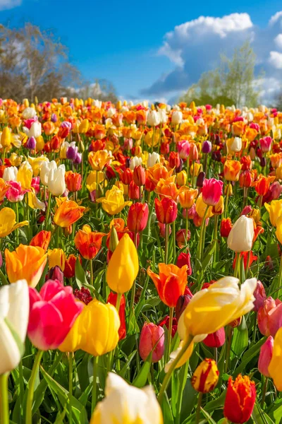 stock image Colorful beautiful blooming red yellow tulip at Lisse Holland Netherlands close up