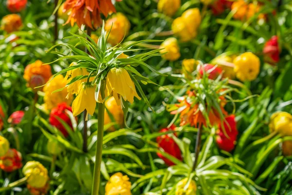 stock image Panorama with yellow flowering fritillaria imperialis and colorful beautiful blooming tulip in background, Lisse Netherland