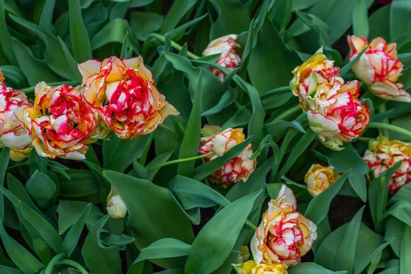 Kleurrijke Mooie Rood Paarse Bloeiende Tulp Lisse Holland Nederland Close — Stockfoto
