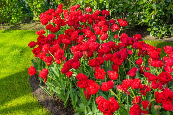 Röda Vackra Blommande Tulpaner Med Grön Äng Holland — Stockfoto